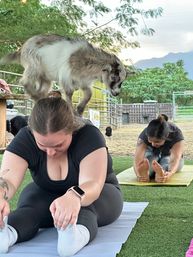 Private Goat Yoga Party & Ranch Experience with Mini-Goats image 7