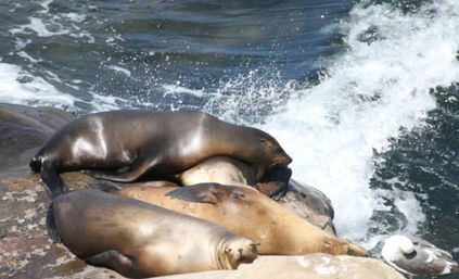 Three sea lions dozing on sunlit coastal rocks as ocean waves crash nearby and a seagull stands at the edge.