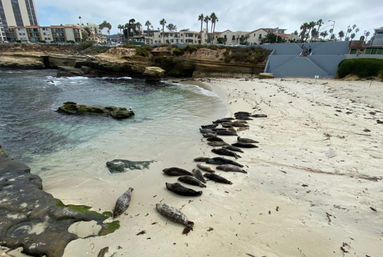 Dozing seals lined up on a sandy coastal cove beside rocky shoreline and clear turquoise water, with palm trees and low-rise beachfront buildings under a cloudy sky.