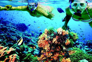 Snorkel with Turtles at the Underwater Museum image 3