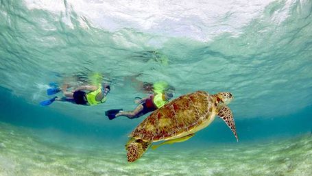 Snorkel with Turtles at the Underwater Museum image 4