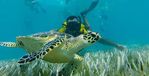 Snorkel with Turtles at the Underwater Museum image 11