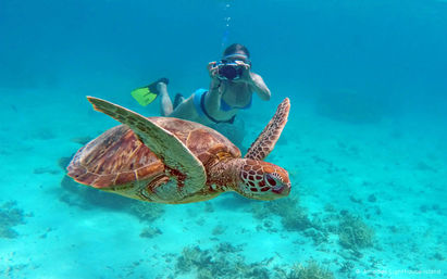 Snorkel with Turtles at the Underwater Museum image