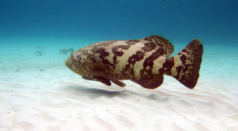 Snorkel with Turtles at the Underwater Museum image 6