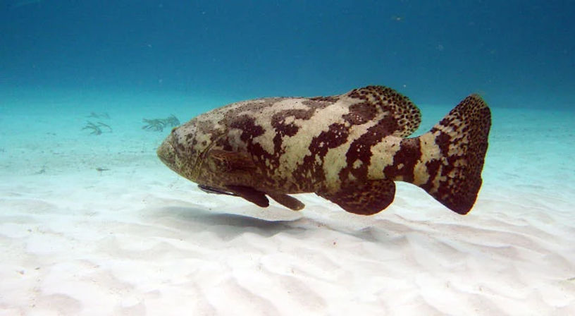 Snorkel with Turtles at the Underwater Museum image 6