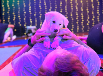 Puppy Yoga: Private Yoga Party with Puppy Snuggles image
