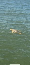 Private Dolphin & Historical Cruise in St. Augustine image 22