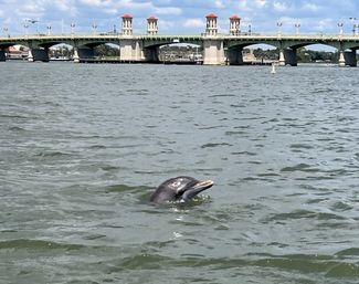 Private Dolphin & Historical Cruise in St. Augustine image 3