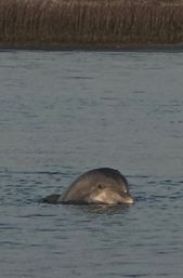 Private Dolphin & Historical Cruise in St. Augustine image 11