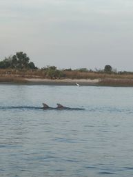 Private Dolphin & Historical Cruise in St. Augustine image 18