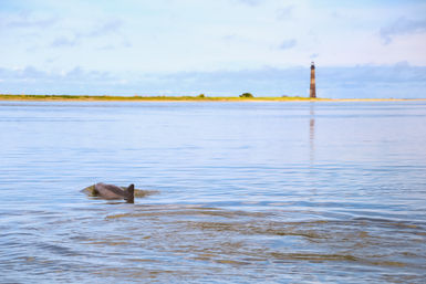 Folly Beach Sunset Dolphin Cruise image 4