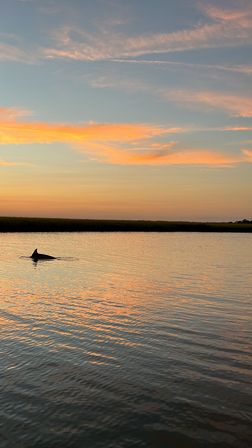 Dolphin fin breaking calm estuary waters at sunset, pastel sky and golden reflections over a coastal marsh.