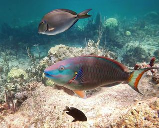 Private Boat Tour: Visit Rose Island, Snorkel with Turtles & Swim with Pigs! image 20