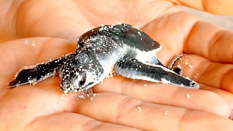 Isla Saona Speedboat Adventure with Lunch & Turtle Sanctuary Visit image 5