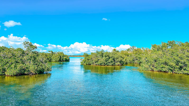 Isla Saona Speedboat Adventure with Lunch & Turtle Sanctuary Visit image 11
