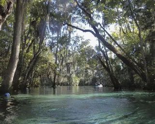 Private Manatee Swim Adventure image 8