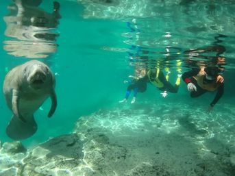 Private Manatee Swim Adventure image 10