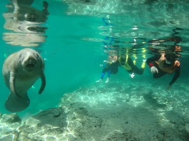 Private Manatee Swim and Boat Tour to Snorkel with Manatees & Explore Crystal River image 3