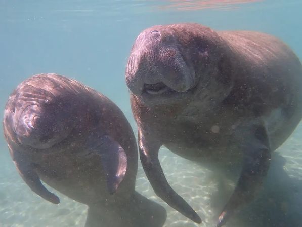 Private Manatee Swim Adventure image 1