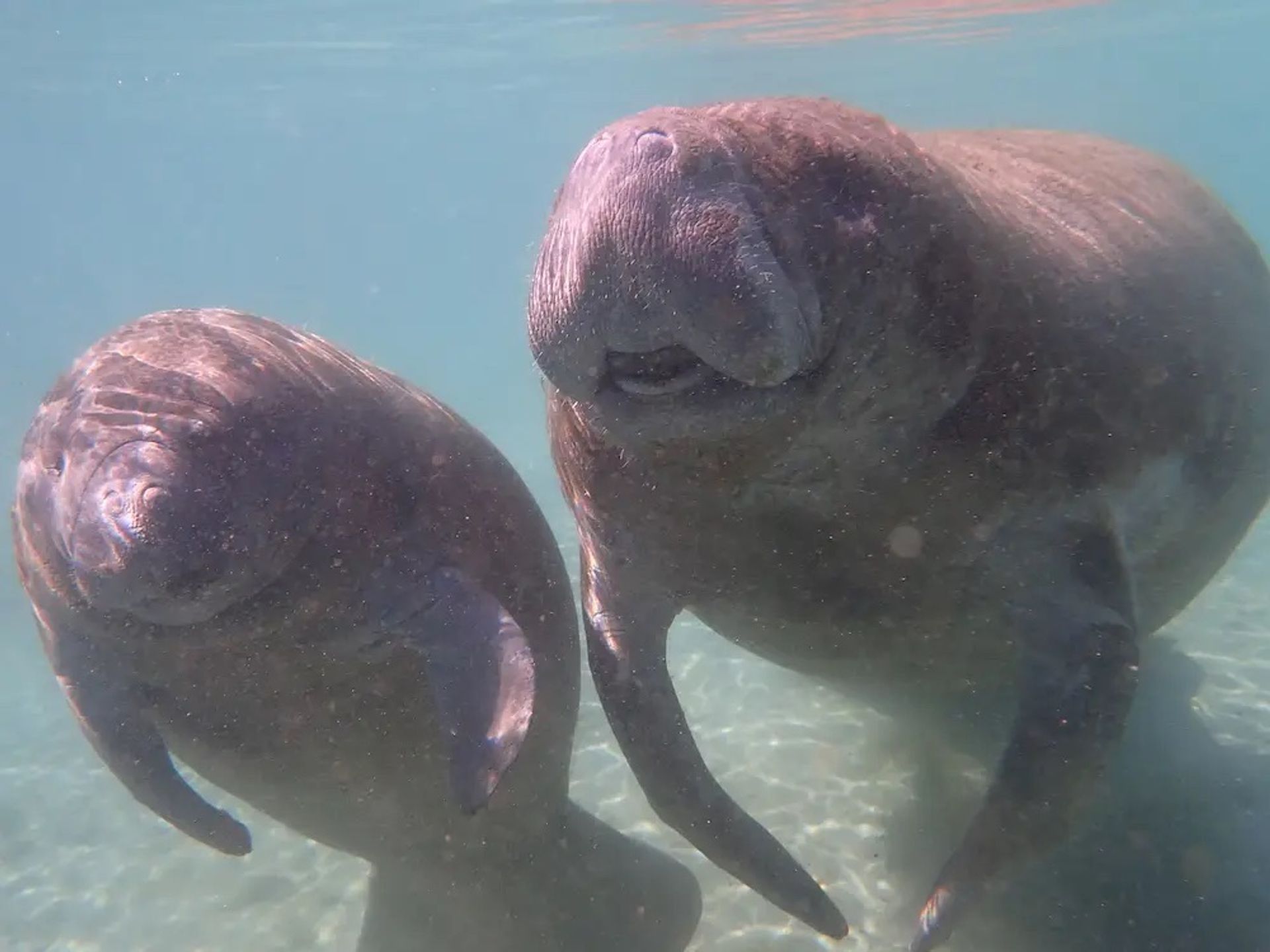 Private Manatee Swim Adventure image 1
