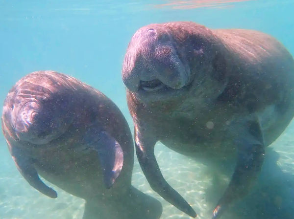 Private Manatee Swim and Boat Tour to Snorkel with Manatees & Explore Crystal River image 1