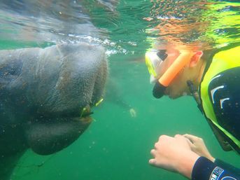Private Manatee Swim Adventure image 2