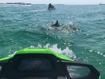 Jet Ski Dolphin Tour with Gilligan's Watersports image 2