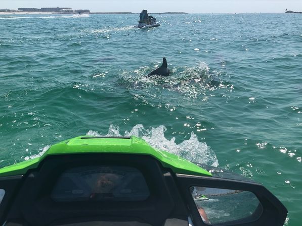 Jet Ski Dolphin Tour with Gilligan's Watersports image 2