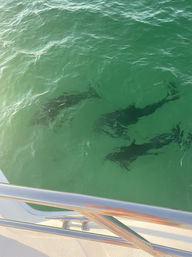 Luxury Yacht Cruise Party to Crab Island (Up to 12 People) image 9