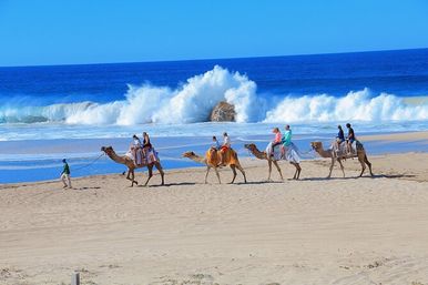 Incredible Excursions, Tours & Boat Rentals in Cabo image 119