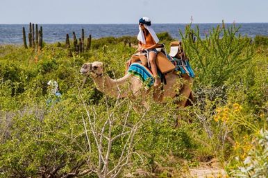 Incredible Excursions, Tours & Boat Rentals in Cabo image 113