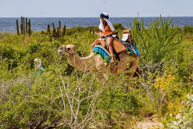 Incredible Excursions, Tours & Boat Rentals in Cabo image 113