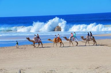 Incredible Excursions, Tours & Boat Rentals in Cabo image 107