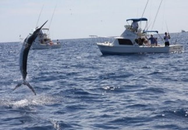 Incredible Excursions, Tours & Boat Rentals in Cabo image 204