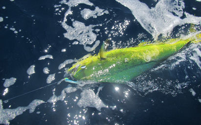 Incredible Excursions, Tours & Boat Rentals in Cabo image 192