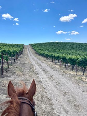 Gallop, Sip & Celebrate: Wine Country Trail Rides & Vineyard Adventures image 7