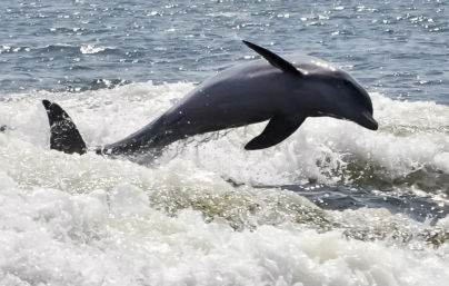 Private Dolphin Cruise in Orange Beach with Wildlife Views & BYOB image 3