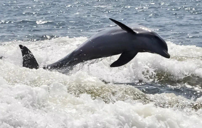 Private Dolphin Cruise in Orange Beach with Wildlife Views & BYOB image 3