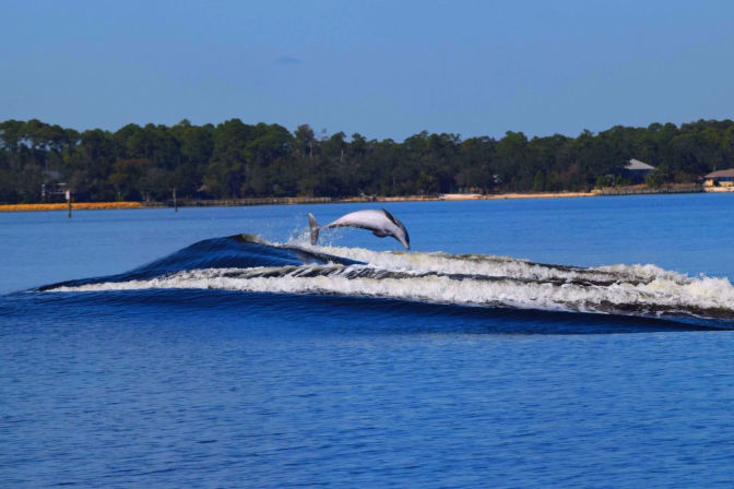 Private Dolphin Cruise in Orange Beach with Wildlife Views & BYOB image 1