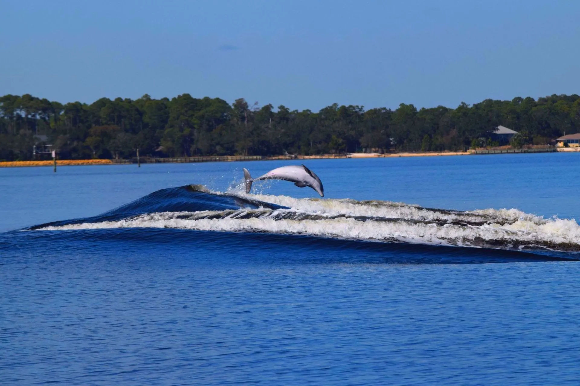 Private Dolphin Cruise in Orange Beach with Wildlife Views & BYOB image 1