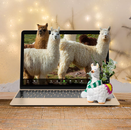 Paint Your Own Ceramic Llama Planter & Virtual Llama Encounter image 4