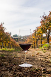 Authentic Cable Car Wine Tour in Temecula: As Seen on Real Housewives image 19
