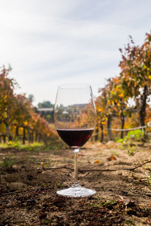 Authentic Cable Car Wine Tour in Temecula: As Seen on Real Housewives image 19
