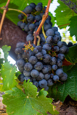 Authentic Cable Car Wine Tour in Temecula: As Seen on Real Housewives image 22