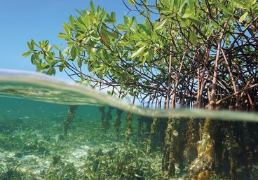 Private Guided Kayak Tour in Tampa Bay image 16