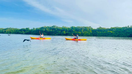 Private Guided Kayak Tour in Tampa Bay image 9