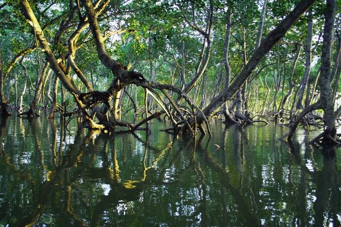 Private Guided Kayak Tour in Tampa Bay image 17
