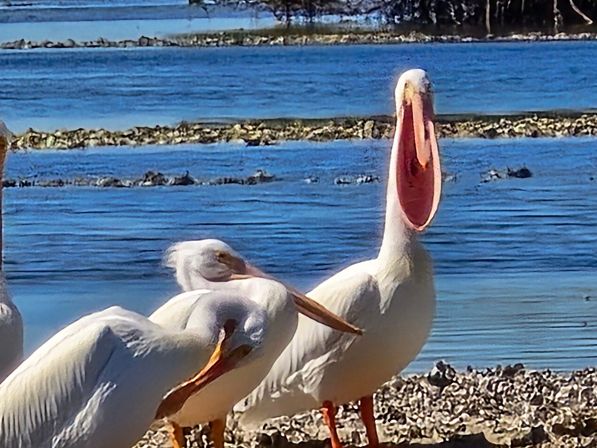 White pelicans on a shell-strewn shoreline by bright blue coastal waters, one standing with its enormous bill wide open.