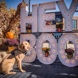 Yellow Labrador sitting by large lit marquee letters reading “HEY BOO” in an outdoor fall display with pumpkins, cornstalks and potted mums — festive autumn photo-op on a city sidewalk.