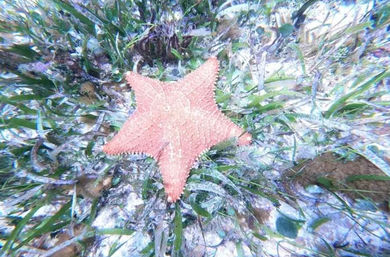 Snorkeling Experience in Isla Mujeres: Two Coral Reefs + Underwater Museum  image 10